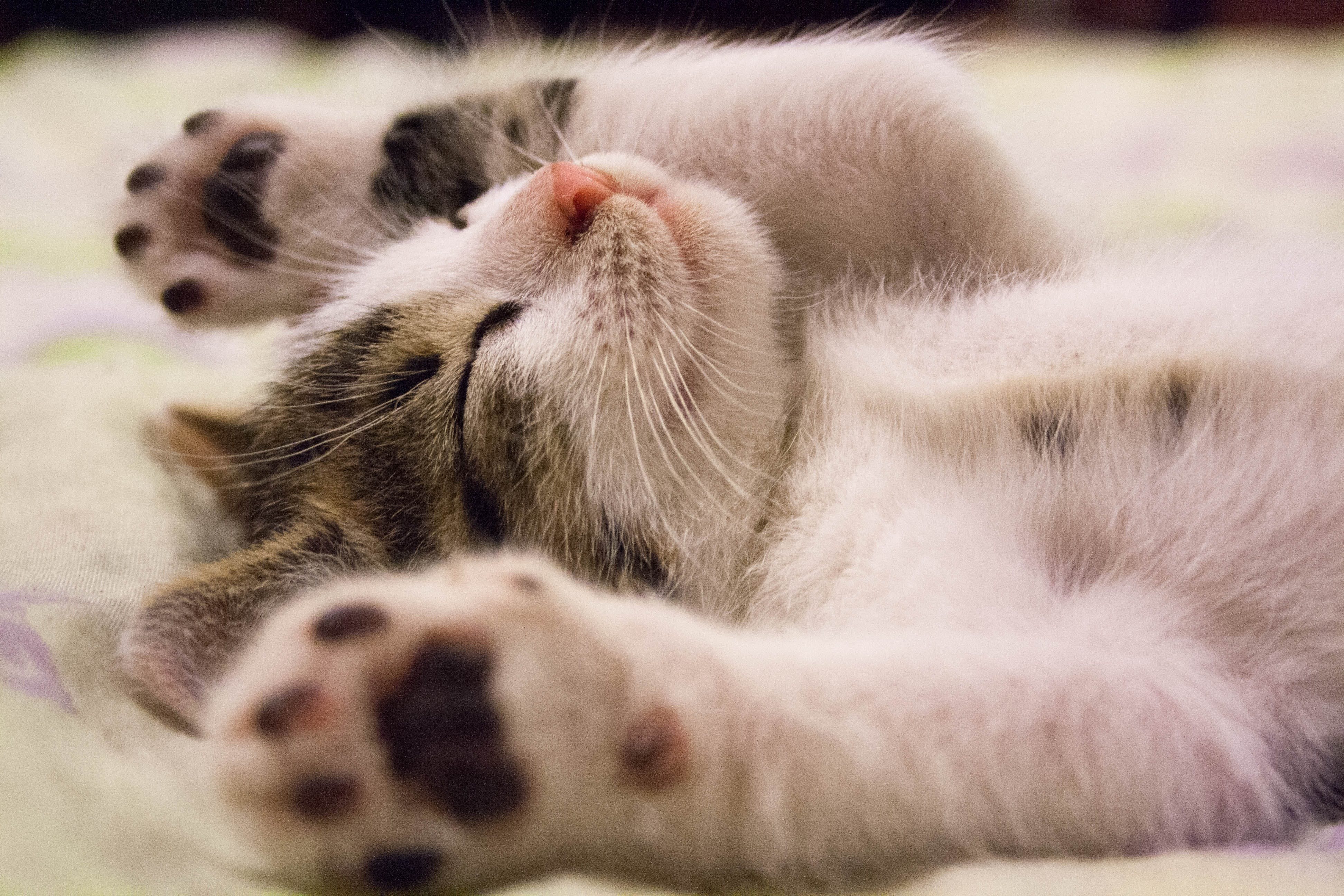 Guide pour une vie heureuse pour les chats FIV positifs : L'histoire réconfortante de Charlie